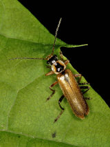 Cantharis decipiens