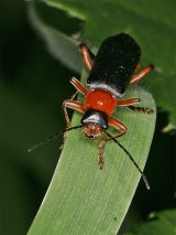 Cantharis rustica