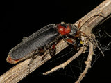 Cantharis rustica