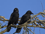 Carrion Crow (Corvus corone)