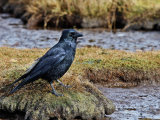 Carrion Crow (Corvus corone)
