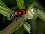Cercopis vulnerata