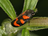 Cercopis vulnerata