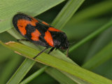 Cercopis vulnerata