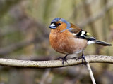 Chaffinch (Fringilla coelebs)