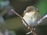 Chiffchaff (Phylloscopus collybita)