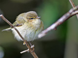 Chiffchaff (Phylloscopus collybita)
