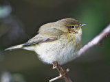 Chiffchaff