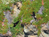 Choughs (Pyrrhocorax pyrrhocorax)