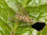 Chrysopilus asiliformis