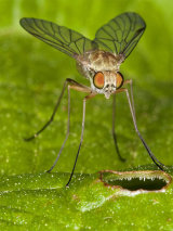 Chrysopilus asiliformis