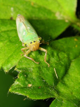 Cicadella viridis