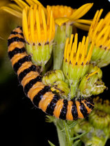 Cinnabar Moth Caterpillar