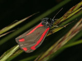 Cinnabar (Tyria jacobaeae)