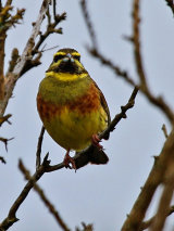 Cirl Bunting (Emberiza cirlus)