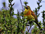 Cirl Bunting (Emberiza cirlus)