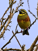 Cirl Bunting