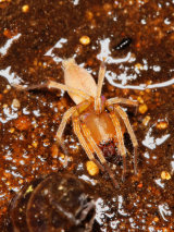 Clubiona sp