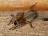 Clubiona sp