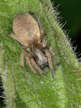Clubiona sp