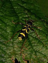 Clytra arietis