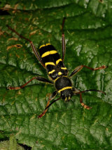 Clytra arietis