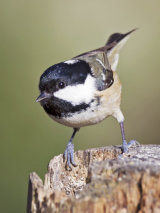 Coal Tit (Periparus ater)