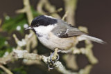 Coal Tit (Periparus ater)