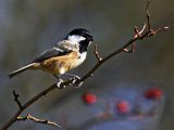 Coal Tit (Periparus ater)