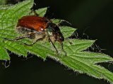Garden Chafer