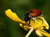 Garden Chafer