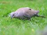 Collared Dove