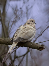 Collared Dove