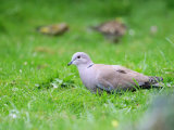 Collared Dove