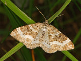Common Carpet