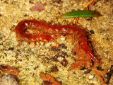 Common Centipede