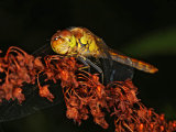 Common Darter