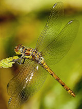 Common Darter