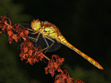 Common Darter