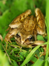 Common Frog