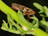 Common Froghopper