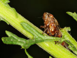 Common Froghopper