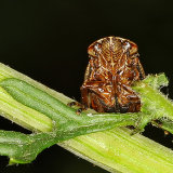 Common Froghopper
