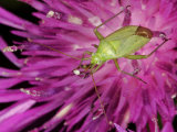 Common Green Capsid