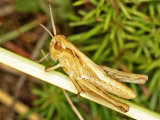 Common Green Grasshopper