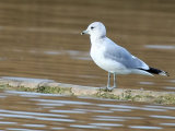 Common Gull