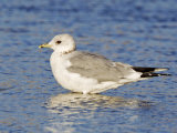 Common Gull