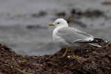 Common Gull