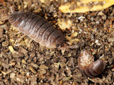 Woodlice