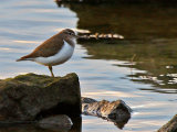 Common Sandpiper (Actitis hypoleucos)